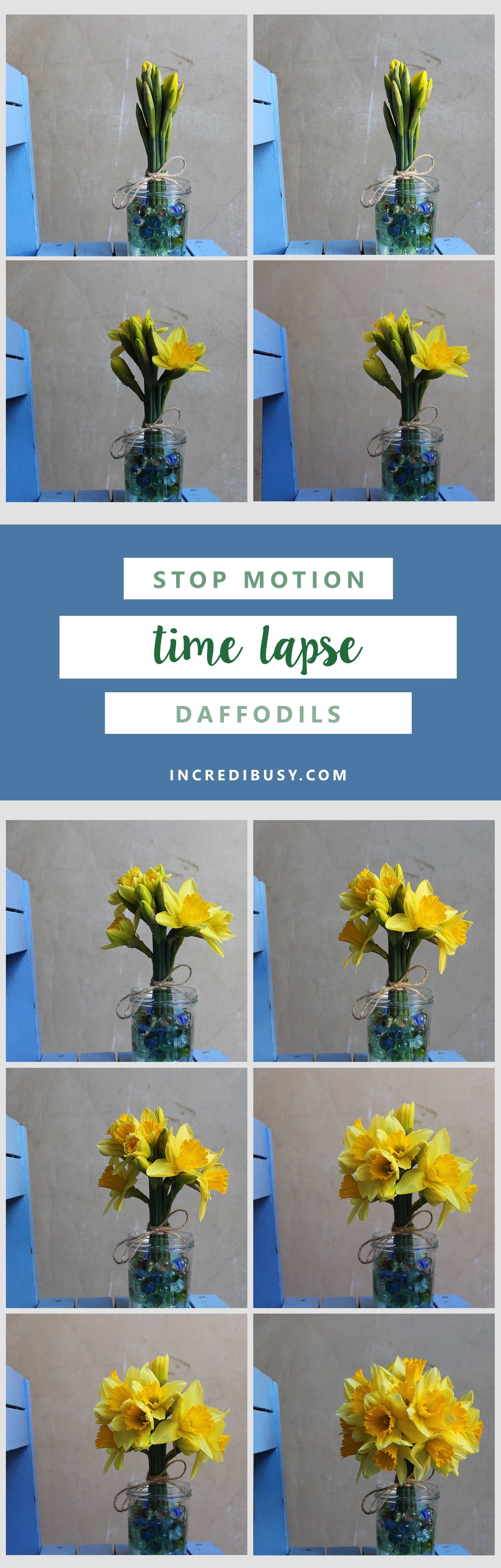 Daffodils-Incredibusy-pinterest