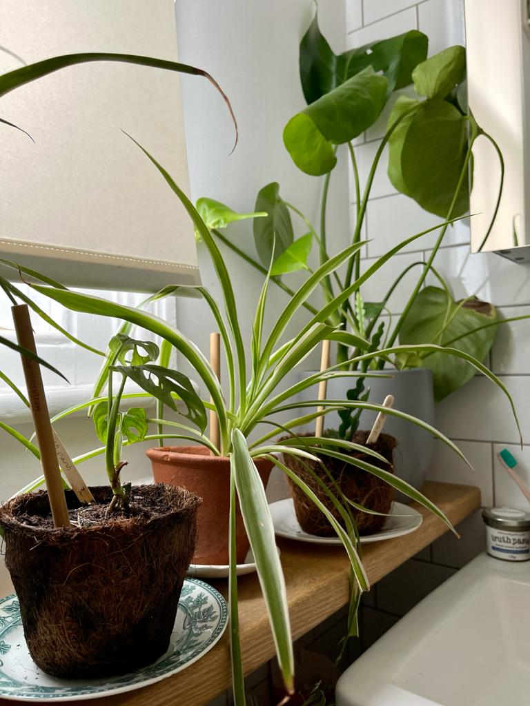 Harriets Plants in bathroom on shelf