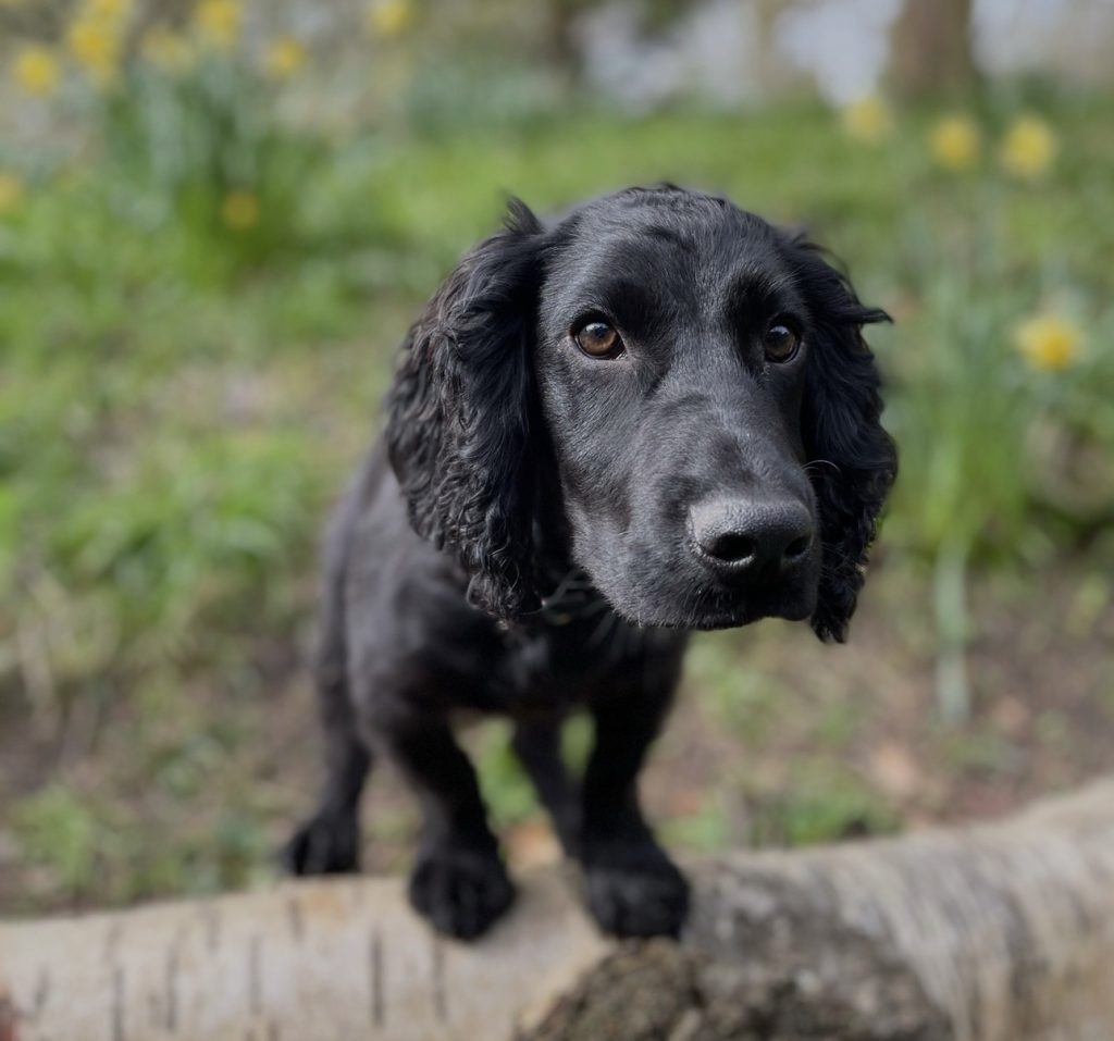 Monty the dog in the isle of wight 