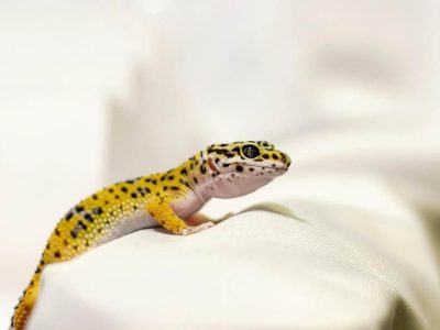 Gecko