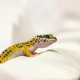 Gecko